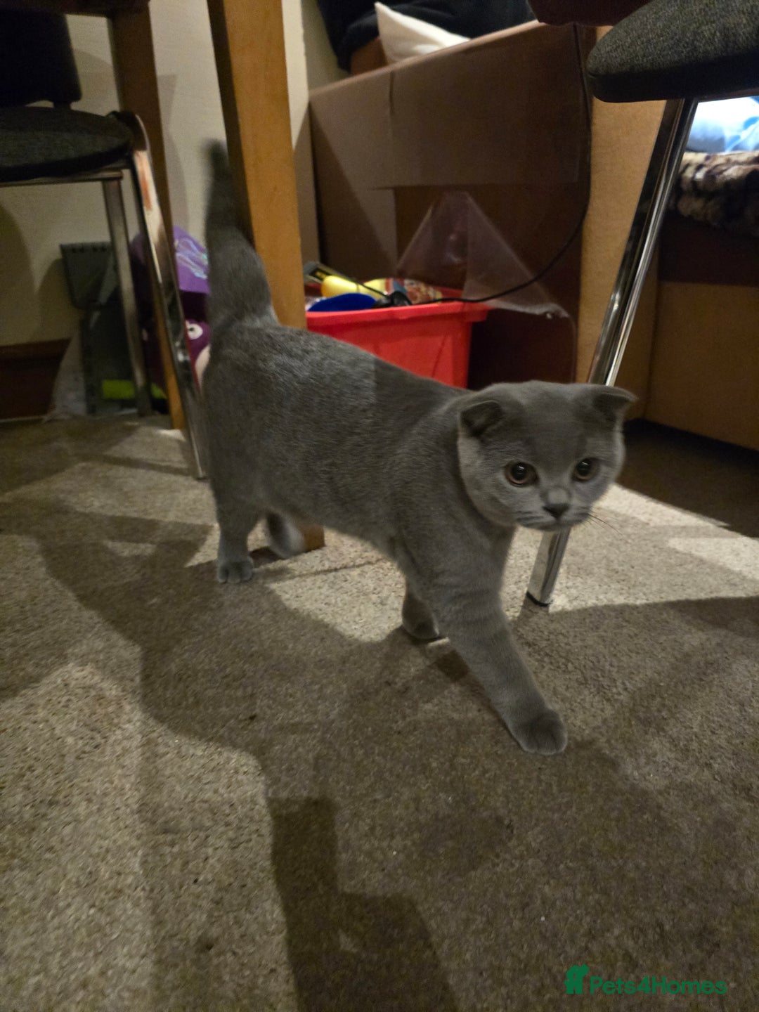 British Shorthair cats for sale: British ShortHair with Scottish Fold  - Image 2