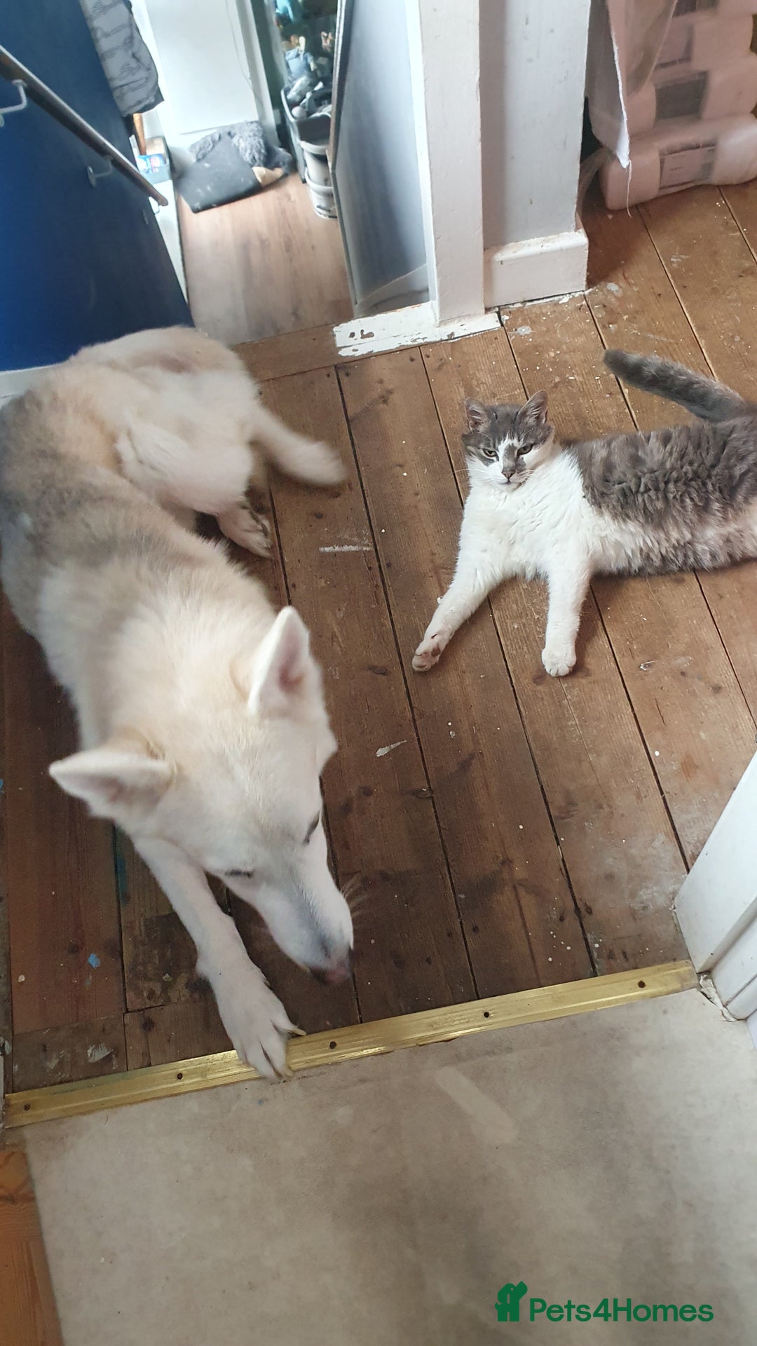 German Shepherd dogs for stud: STUD - German Shepheard X husky  - Image 6