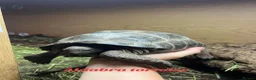 Tortoise reptiles for sale: Various Tortoises At Urban Exotics - Advert 8