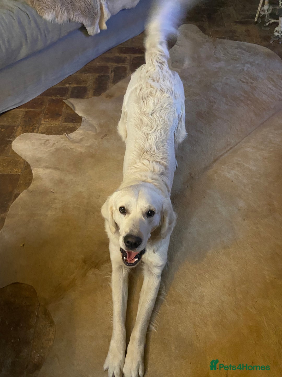 Golden Retriever dogs for sale: Re-homing Golden Retriever  - Advert 3