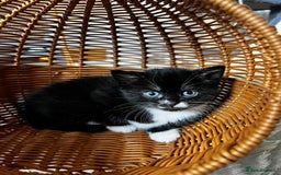 Scottish Fold cats for sale: 3 Beautiful Scottish Fold/straight kittens  - Image 5