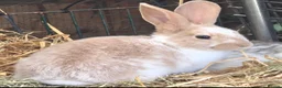 Mixed Breed rabbits for sale: Beautiful little of mixed giants  - Advert 4