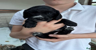 Cocker Spaniel dogs - Advert 10