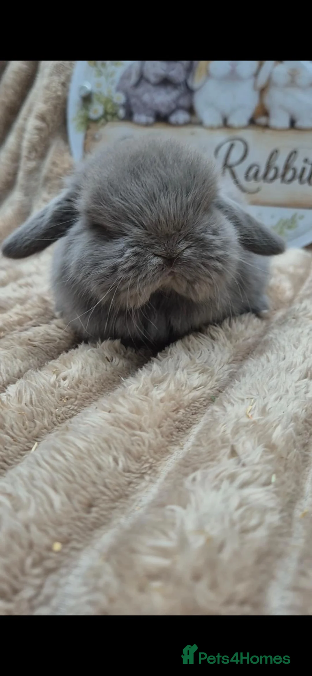 Mini Lop rabbits for sale: Mini lop babies ready 5th nov - Advert 3