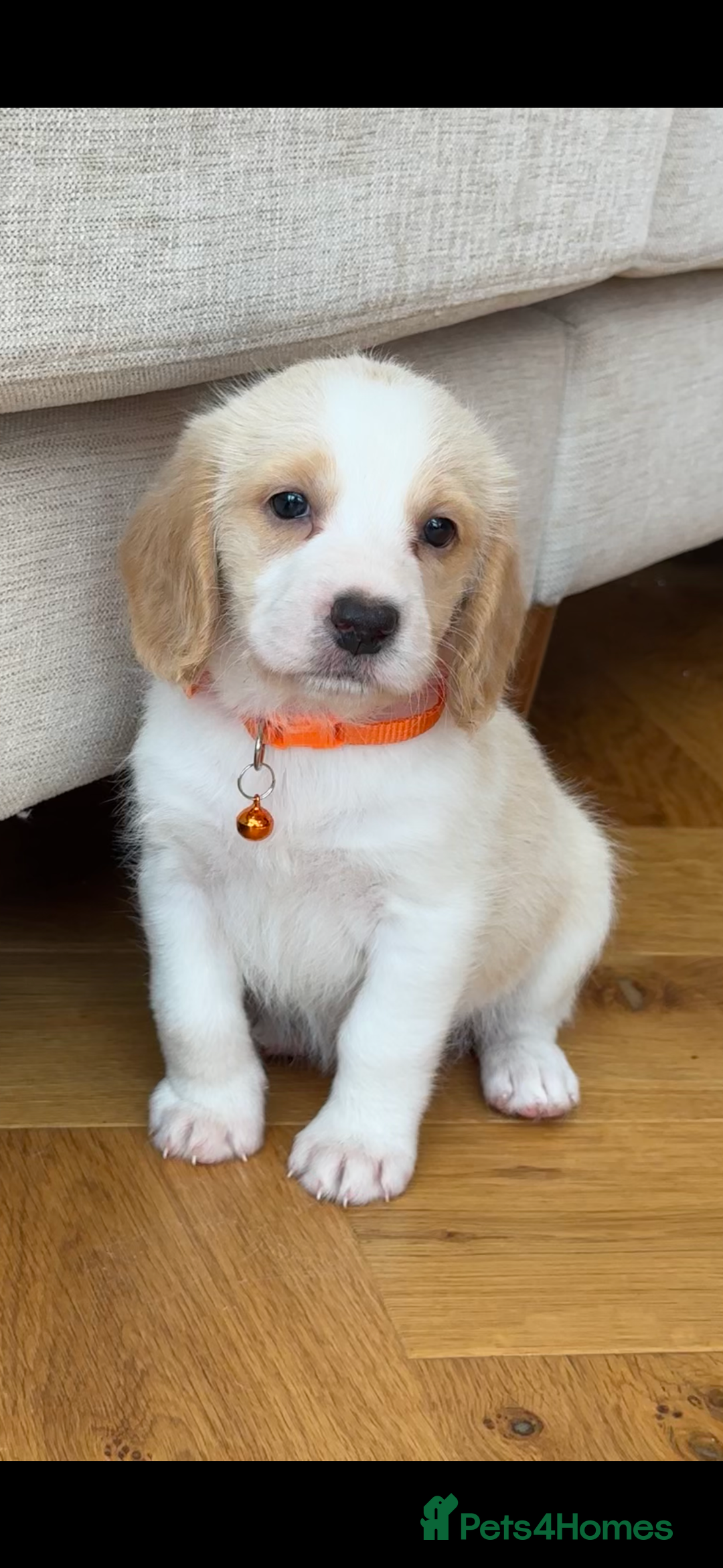 Mixed Breed dogs for sale: Beautiful Beagle X Cavapoo Puppies 🐾  - Image 2