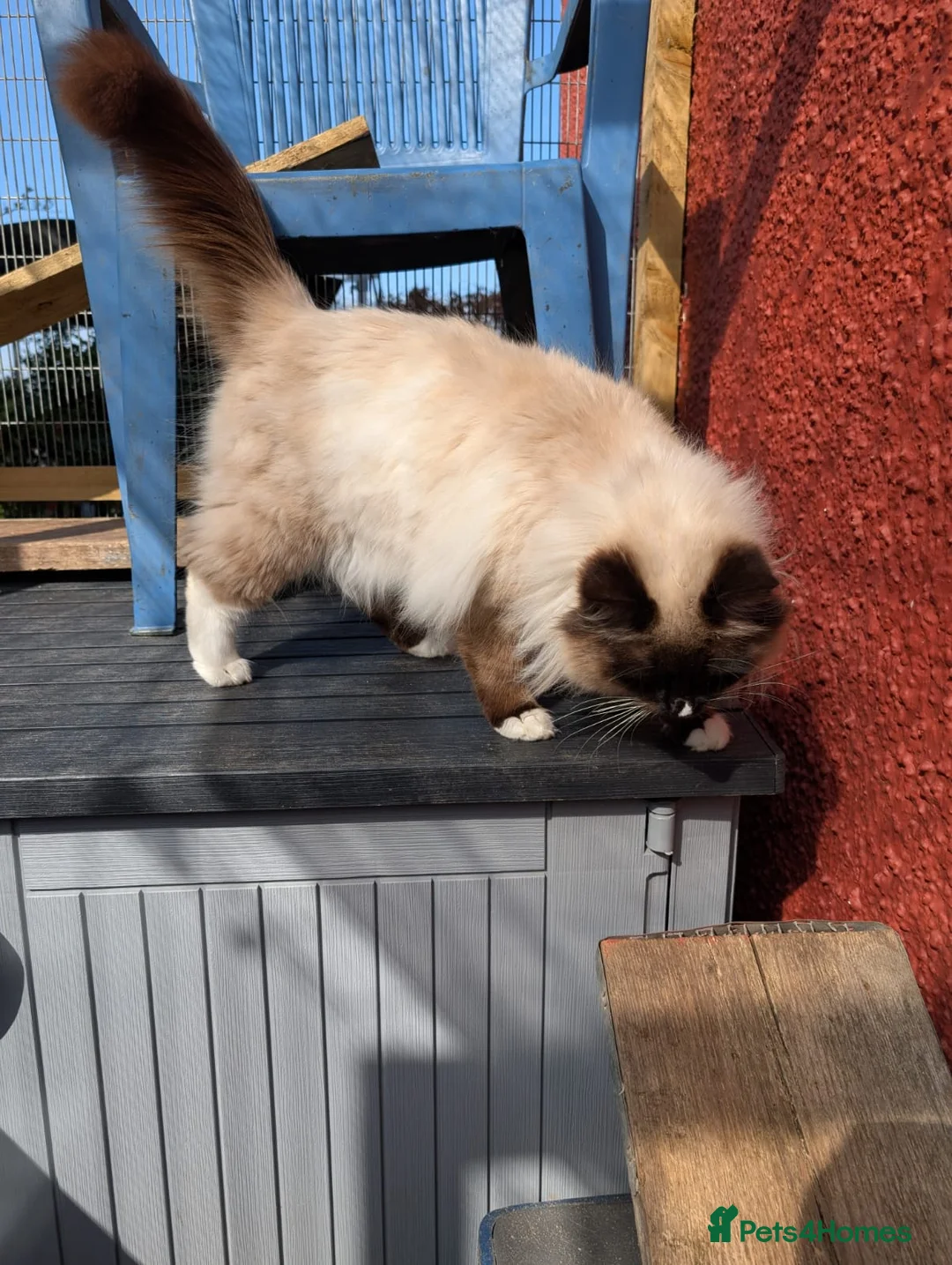 Ragdoll cats for stud: Ready for Srud - Advert 2