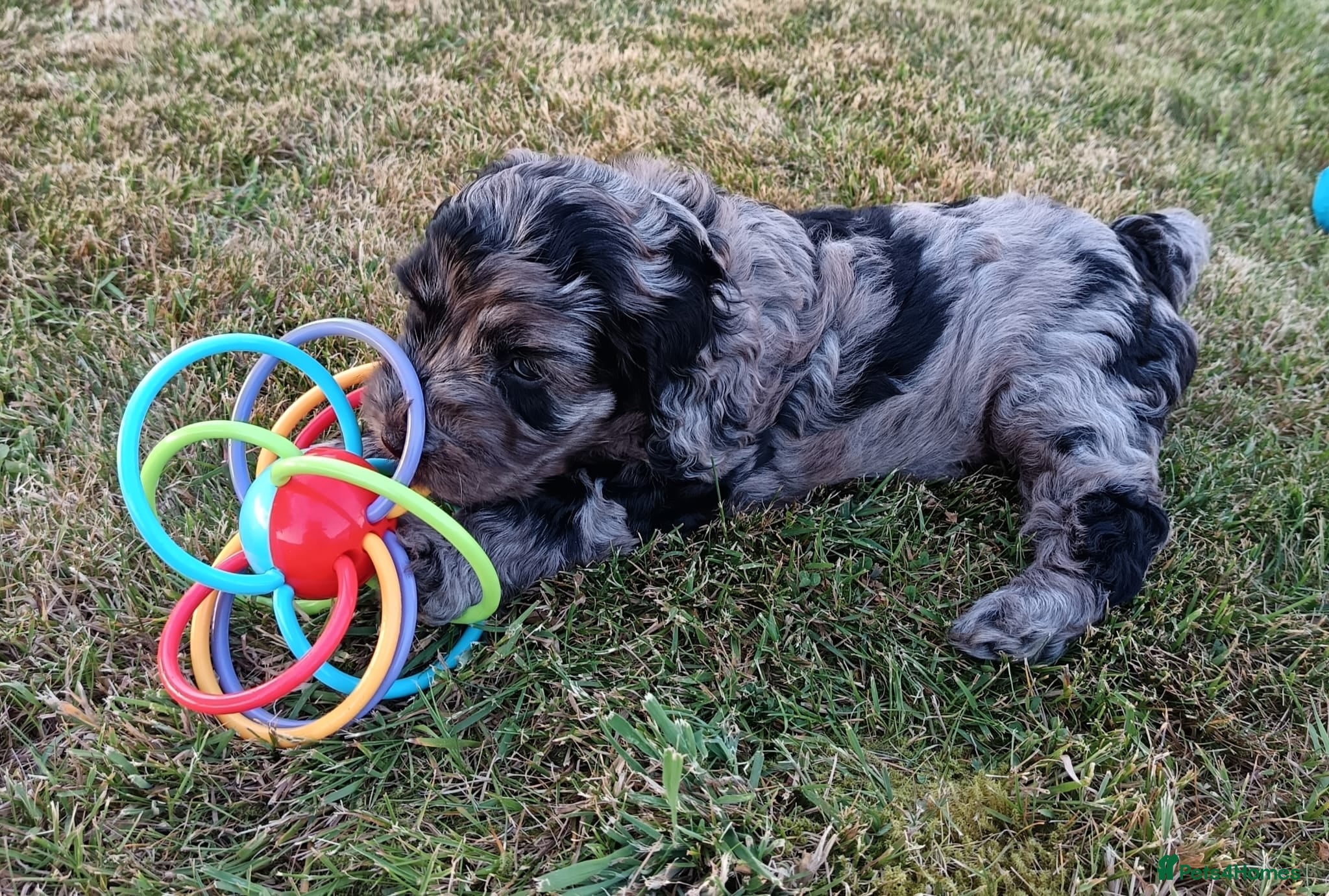 Cockapoo dogs Gorgeous F2B Cockapoo puppies Health Tested  - Advert 8