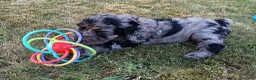 Cockapoo dogs for sale: Only one blue merle girl left, F2B Cockapoo  - Advert 5