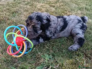 Cockapoo dogs Gorgeous F2B Cockapoo puppies Health Tested - Advert 8