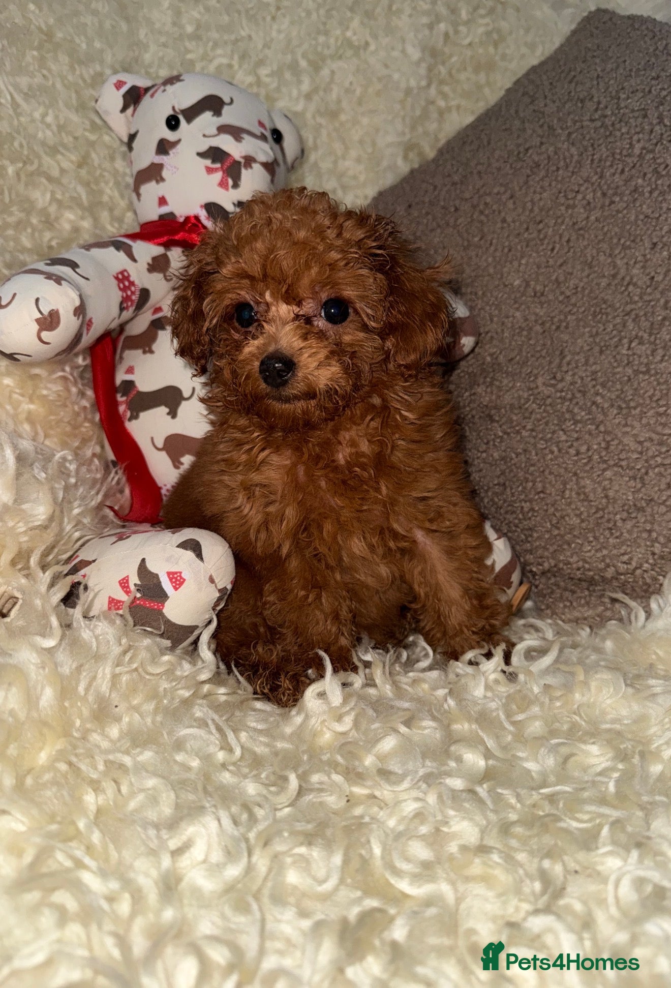 Toy Poodle dogs ❤️❤️Deep Red Petite KC Toy Poodles❤️❤️ - Advert 15