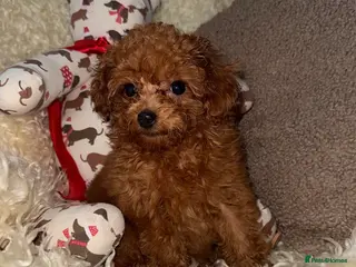Toy Poodle dogs ❤️❤️Deep Red Petite KC Toy Poodles❤️❤️ - Advert 15