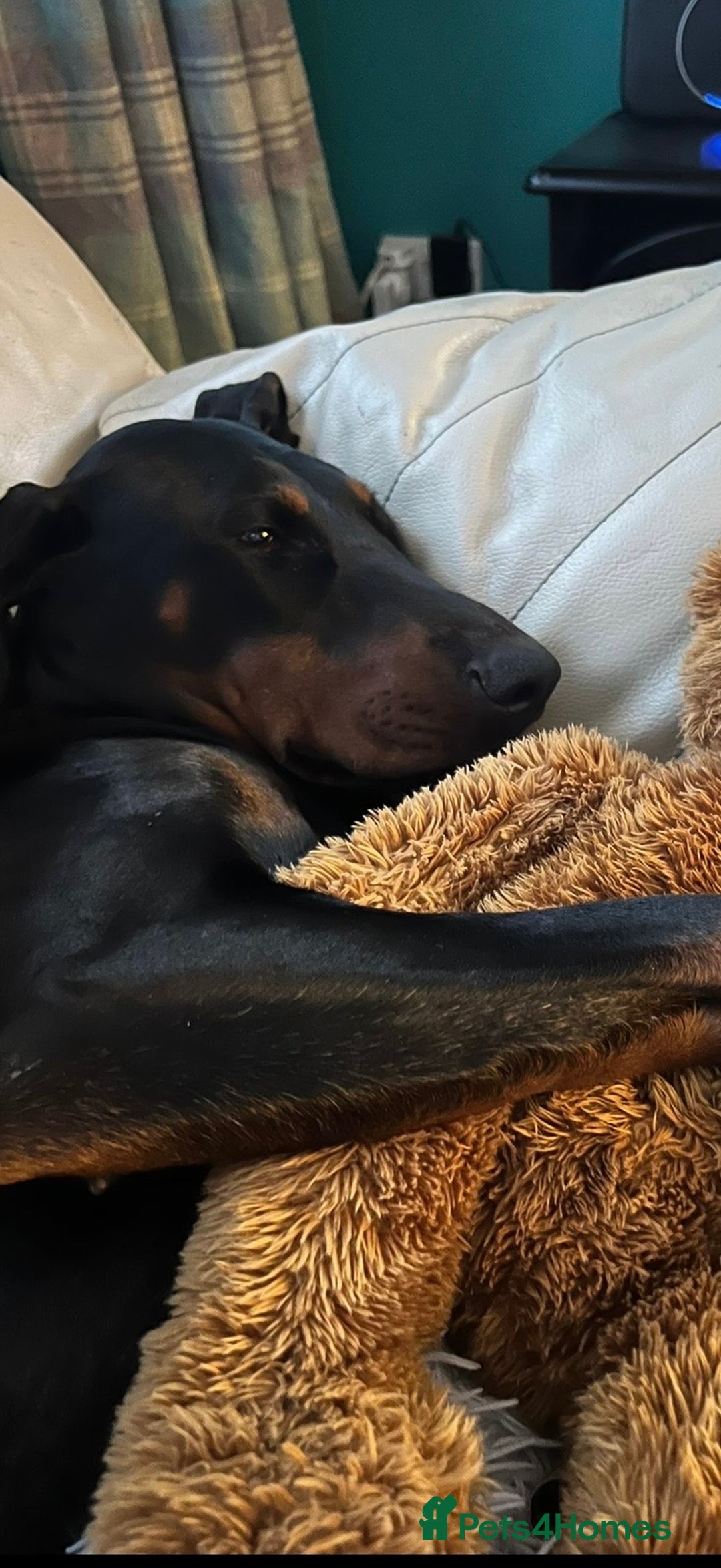 Dobermann dogs for sale: Beautiful female Doberman  - Advert 8