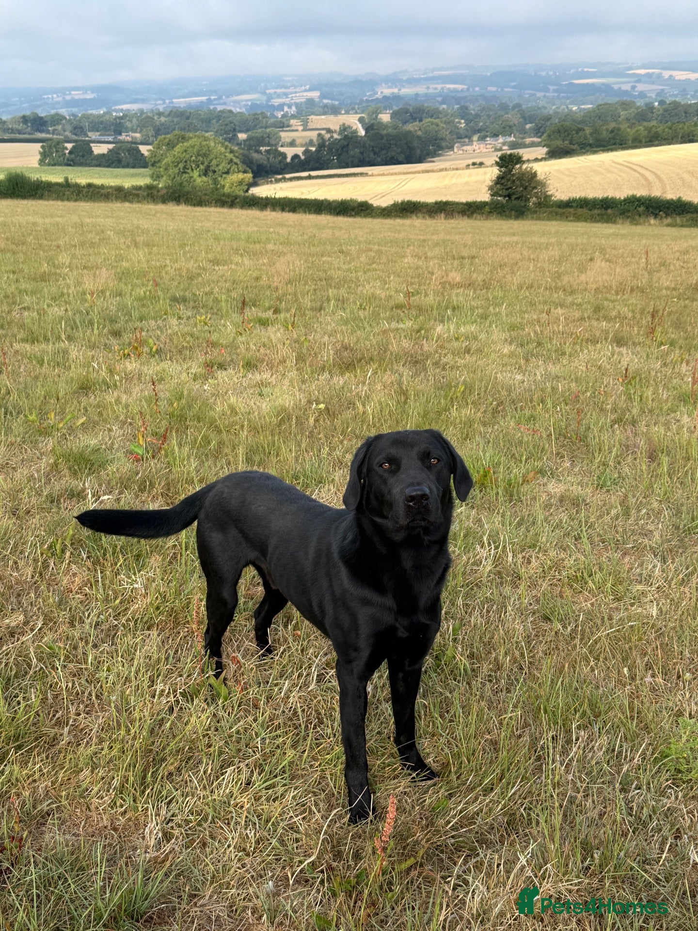 Labrador Retriever dogs Labrador Stud - Advert 2