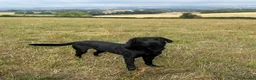 Labrador Retriever dogs for stud: Labrador Stud - Advert 2
