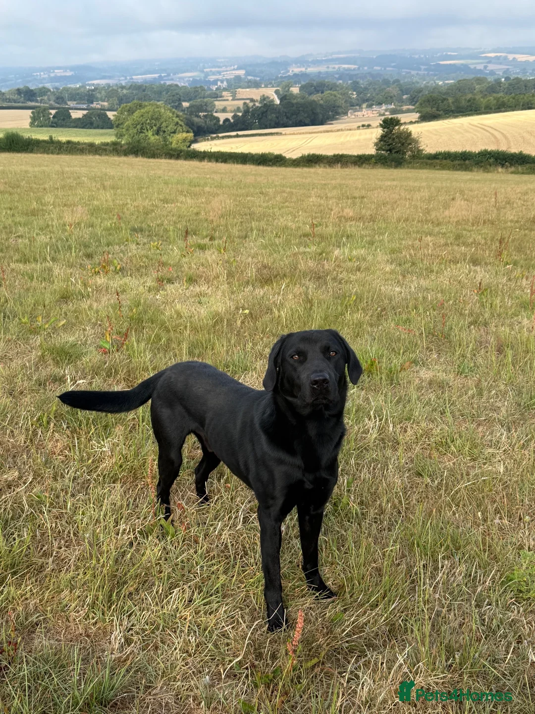 Labrador Retriever dogs for stud: Labrador Stud - Advert 2