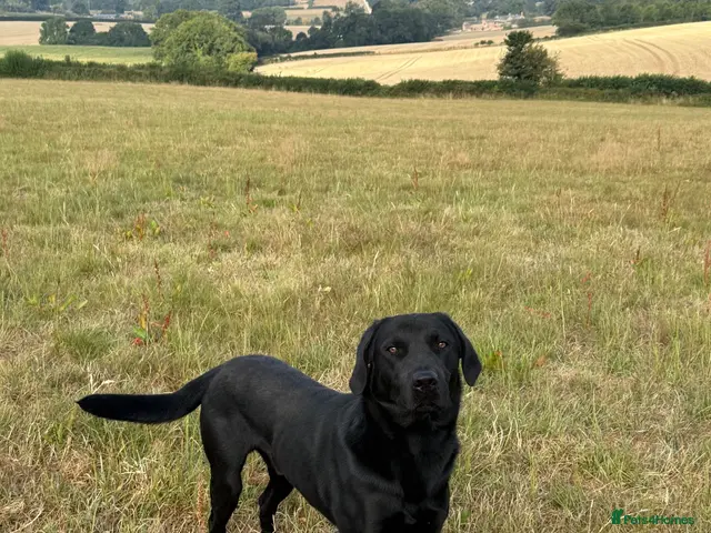 Labrador Retriever dogs for stud: Labrador Stud - Advert 2