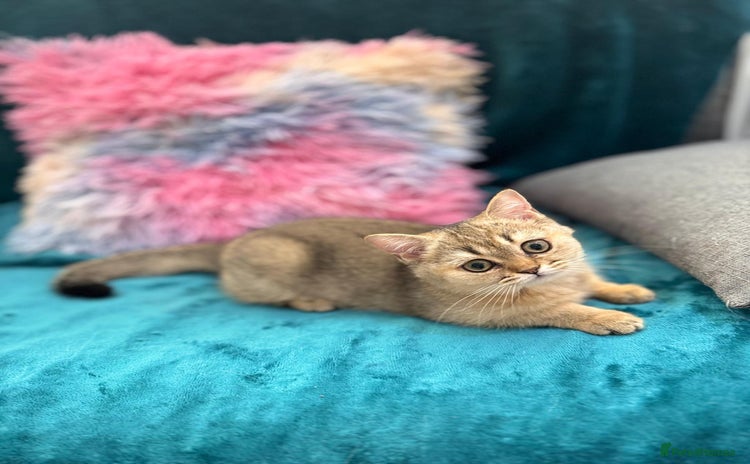 Scottish Fold cats - Advert 1