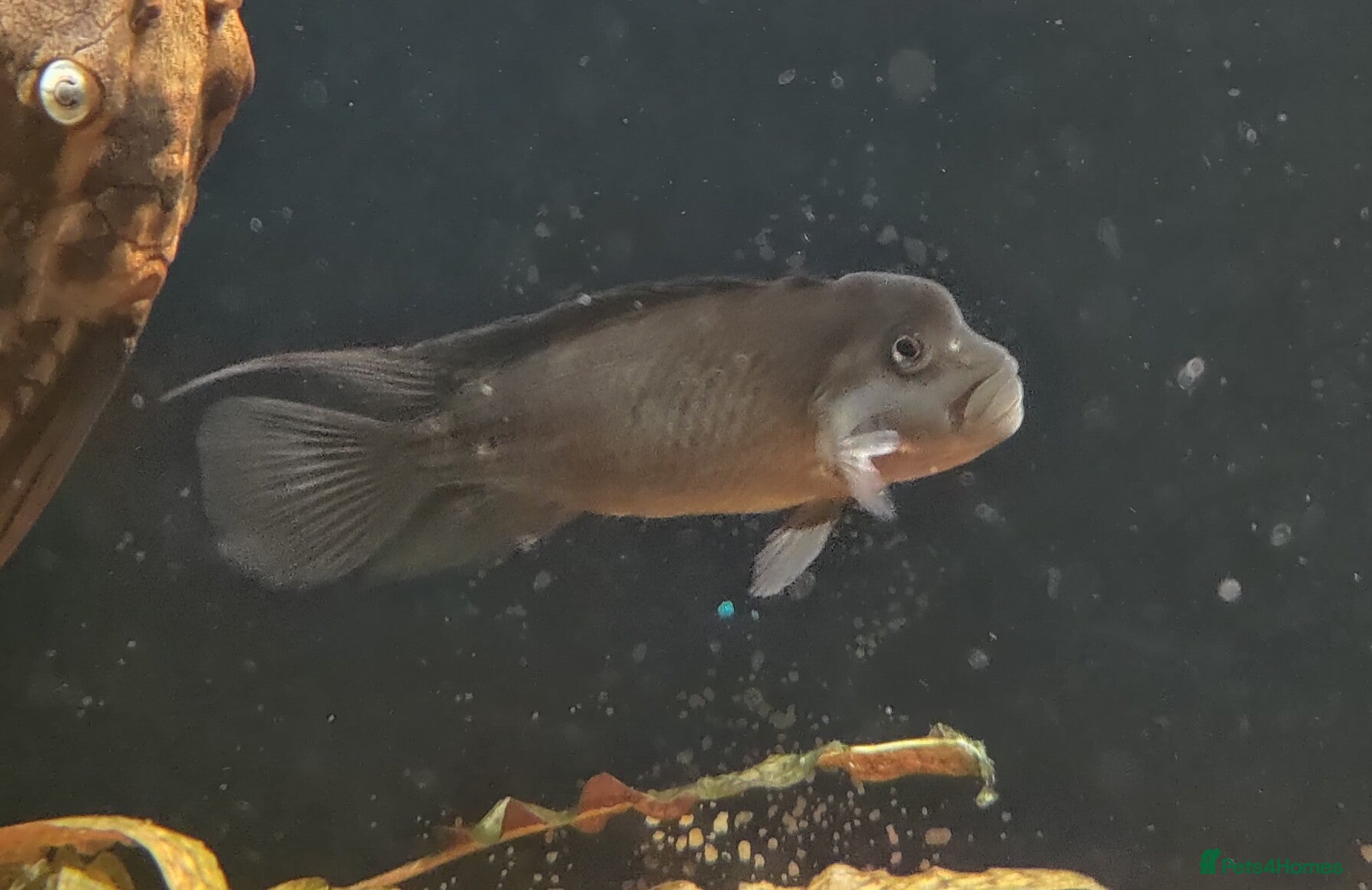 Corys fish 1x Male Black Lionhead Cichlid Live Rare Cichlid - Advert 1