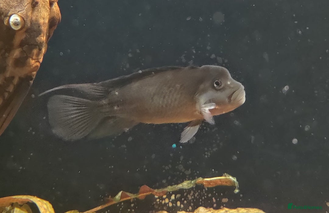 Corys fish for sale: 1x Male Black Lionhead Cichlid Live Rare Cichlid - Advert 1