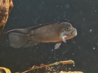 Corys fish 1x Male Black Lionhead Cichlid Live Rare Cichlid - Advert 1