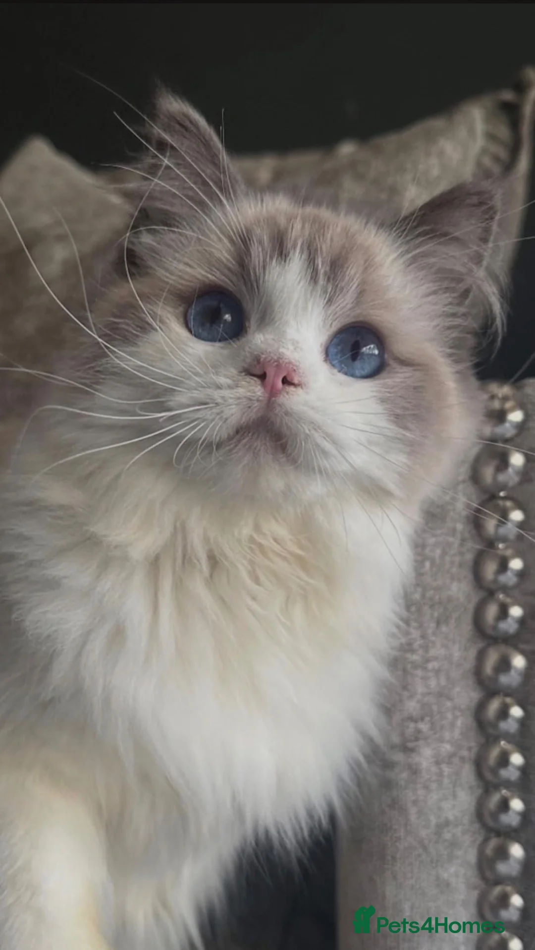 Ragdoll cats for sale: STUNNING BLUE BI COLOUR FEMALE AVAILABLE  - Advert 17