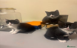 American Shorthair cats for sale: Beautiful kittens 🐈‍⬛  - Image 4