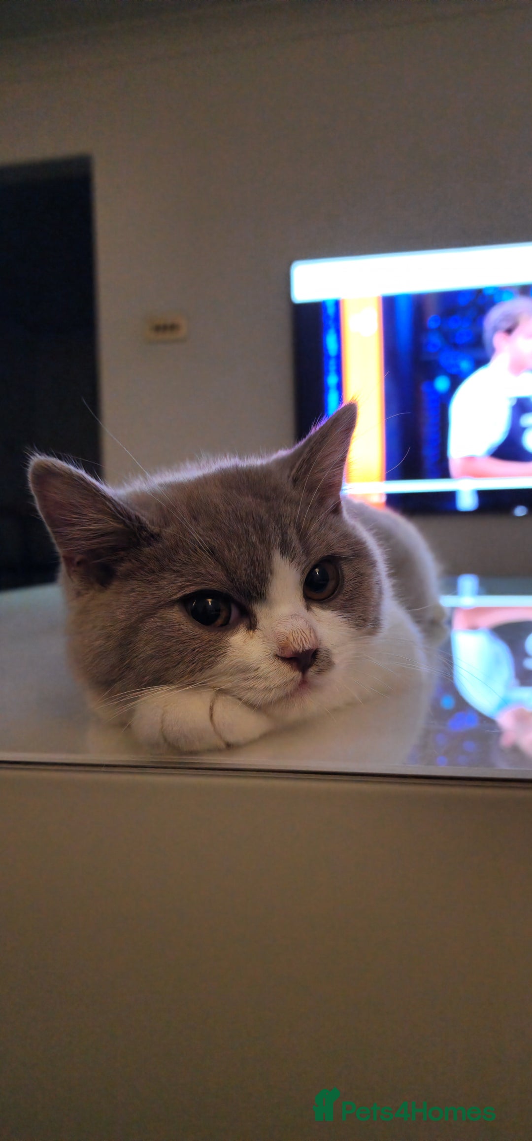 British Shorthair cats for sale:  Two Adorable Male Kittens 😸 ✨ - Image 13