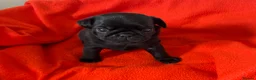 Pug dogs for sale: Kc registered Pug puppies - Advert 7