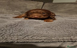 Sprocker dogs for sale: My lady has had beautiful 3 sprocker spaniel pups  - Image 7