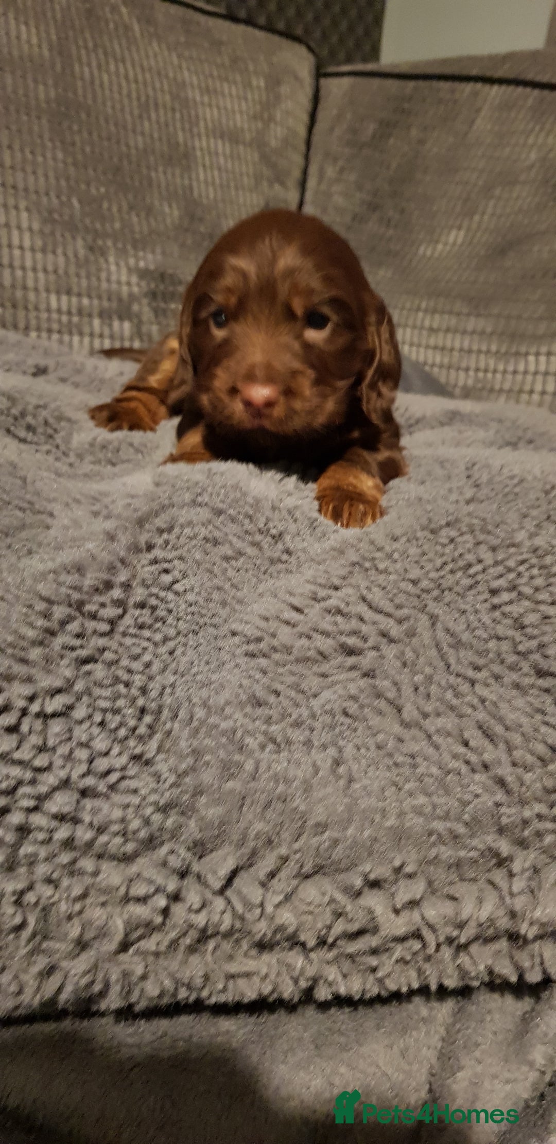 Sprocker dogs for sale: My lady has had beautiful 3 sprocker spaniel pups  - Image 7
