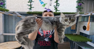 Maine Coon cats Pedigree Maine coons ready 17/11/25 - Advert 6