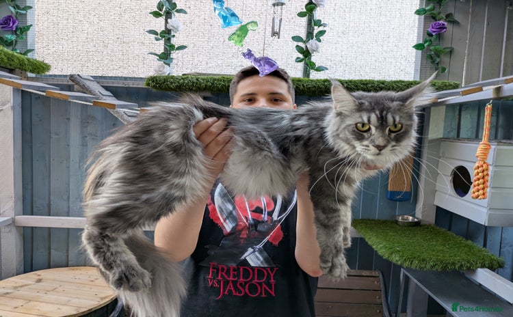 Maine Coon cats Pedigree Maine coons ready 17/11/25 - Advert 1