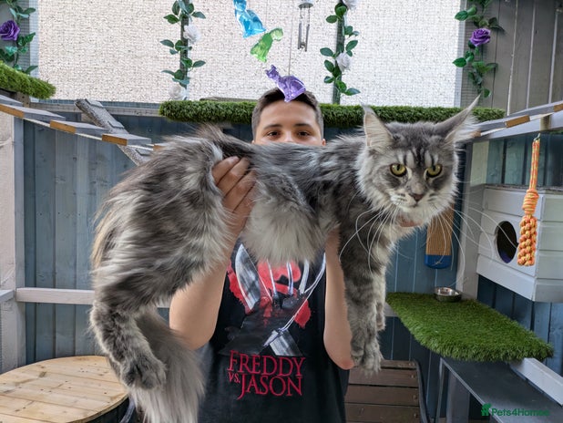 Maine Coon cats Pedigree Maine coons ready 17/11/25 - Advert 1