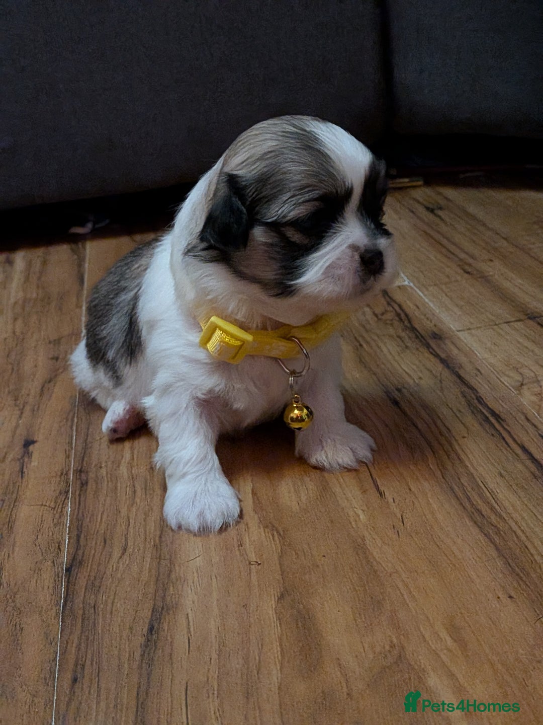 Lhasa Apso dogs for sale: Last gorgeous Lhasa apso boy yellow collar - Image 2