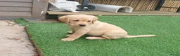 Labrador Retriever dogs for sale: READY TO LEAVE 🐶🐶 - Advert 17