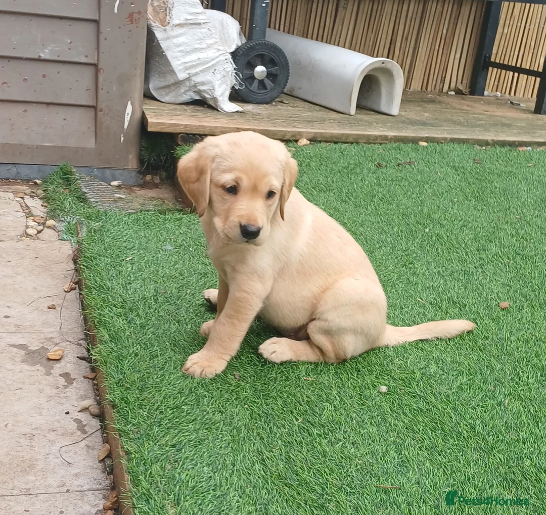 Labrador Retriever dogs for sale: READY TO LEAVE 🐶🐶 - Advert 17