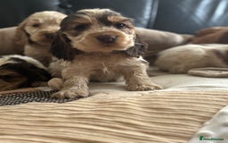 Cocker Spaniel dogs for sale: Outstanding of top quality show type puppies 🌈🐶 - Advert 4
