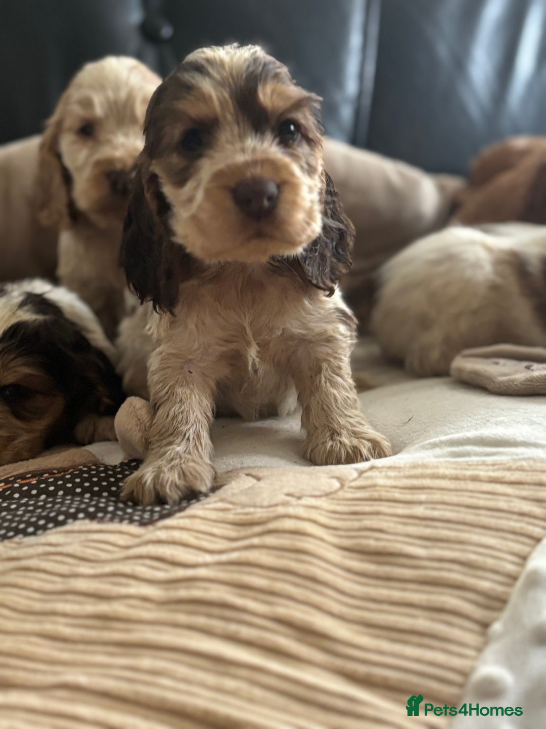 Cocker Spaniel dogs for sale: Outstanding of top quality show type puppies 🌈🐶 - Advert 4