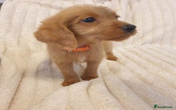 Labradoodle dogs for sale: F1 Miniature labradoodles 4 GIRLS LEFT  - Image 13