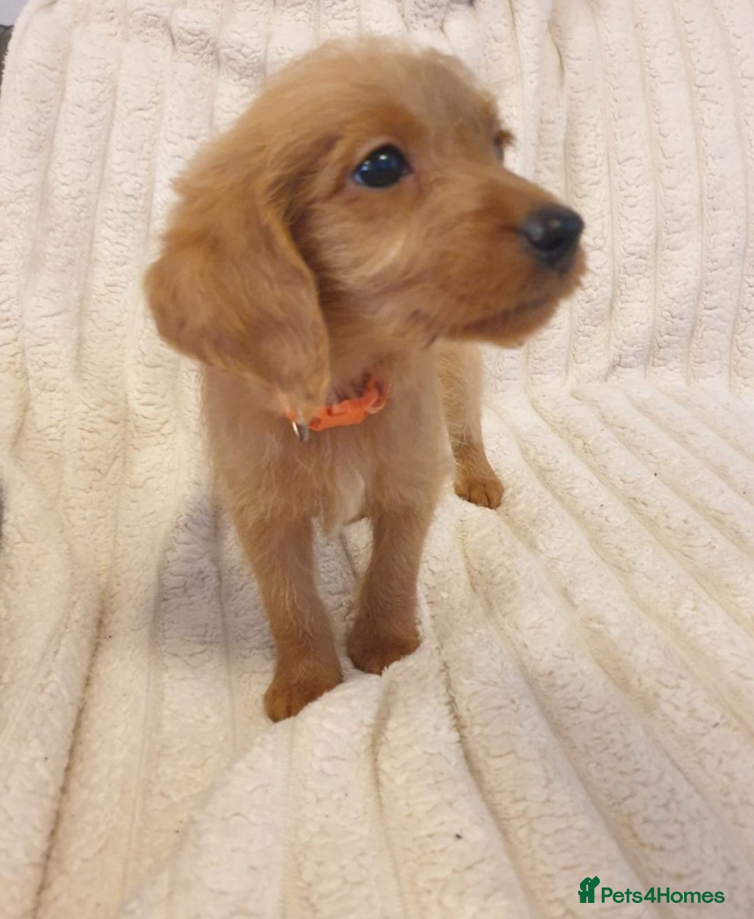 Labradoodle dogs for sale: F1 Miniature labradoodles 4 GIRLS LEFT  - Image 13
