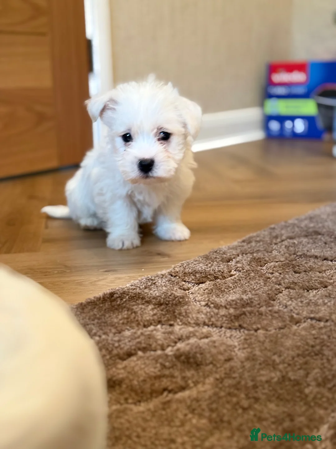 West Highland Terrier dogs for sale: Westie puppies  - Advert 1