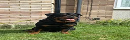 Rottweiler dogs for sale: Female Rottweiler  in Aylesbury - Advert 4