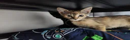 Bengal cats for sale: Mixed litter - Advert 4
