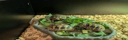 Hermann Tortoise reptiles for sale: Hermann tortoises  - Advert 2