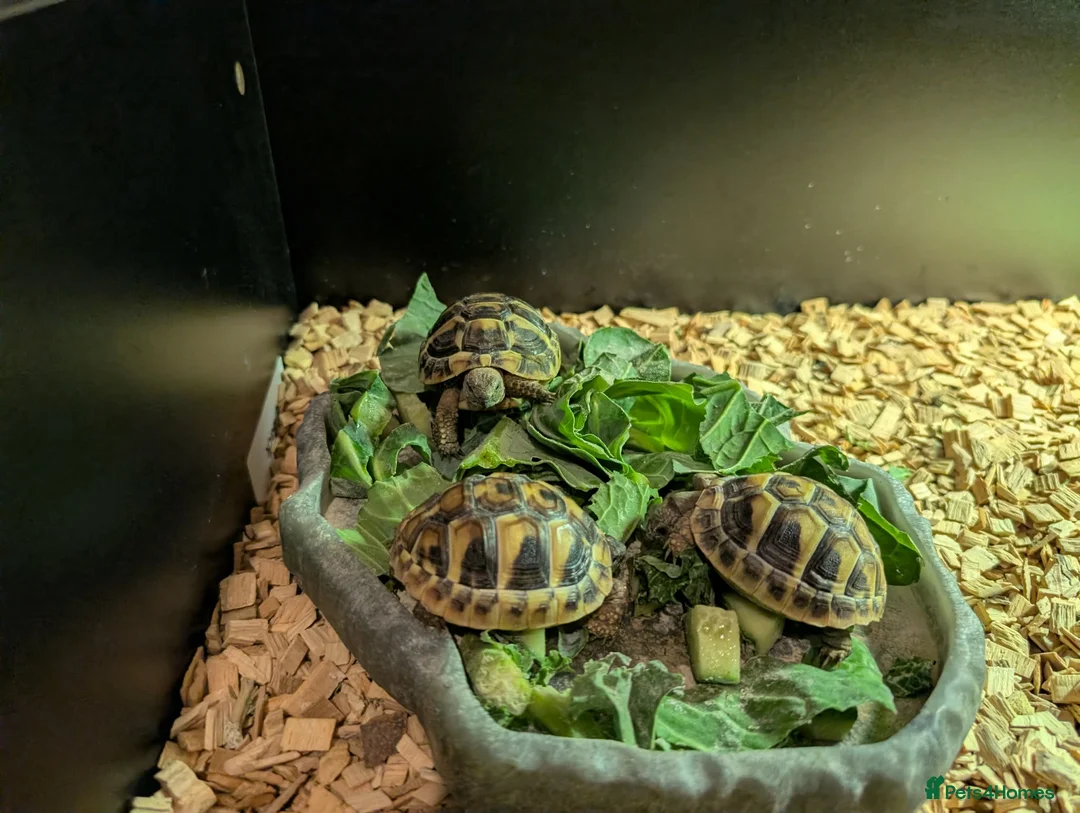 Hermann Tortoise reptiles for sale: Hermann tortoises  - Advert 2