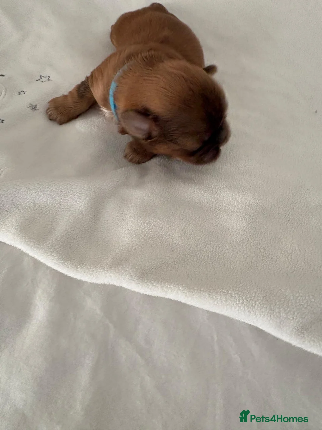 Shih Tzu dogs for sale: READY TO LEAVE GORGEOUS KC girl left - Advert 40