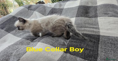 Ragdoll cats - Advert 1