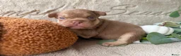 French Bulldog dogs for sale: Kc registered chocolate and tan frenchies - Advert 22