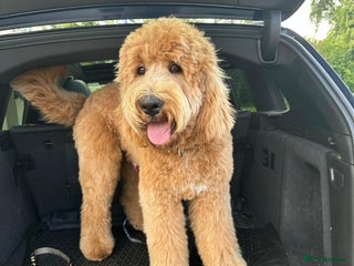 Standard Poodle dogs KC REGISTERED STANDARD POODLE SOLD - Advert 5