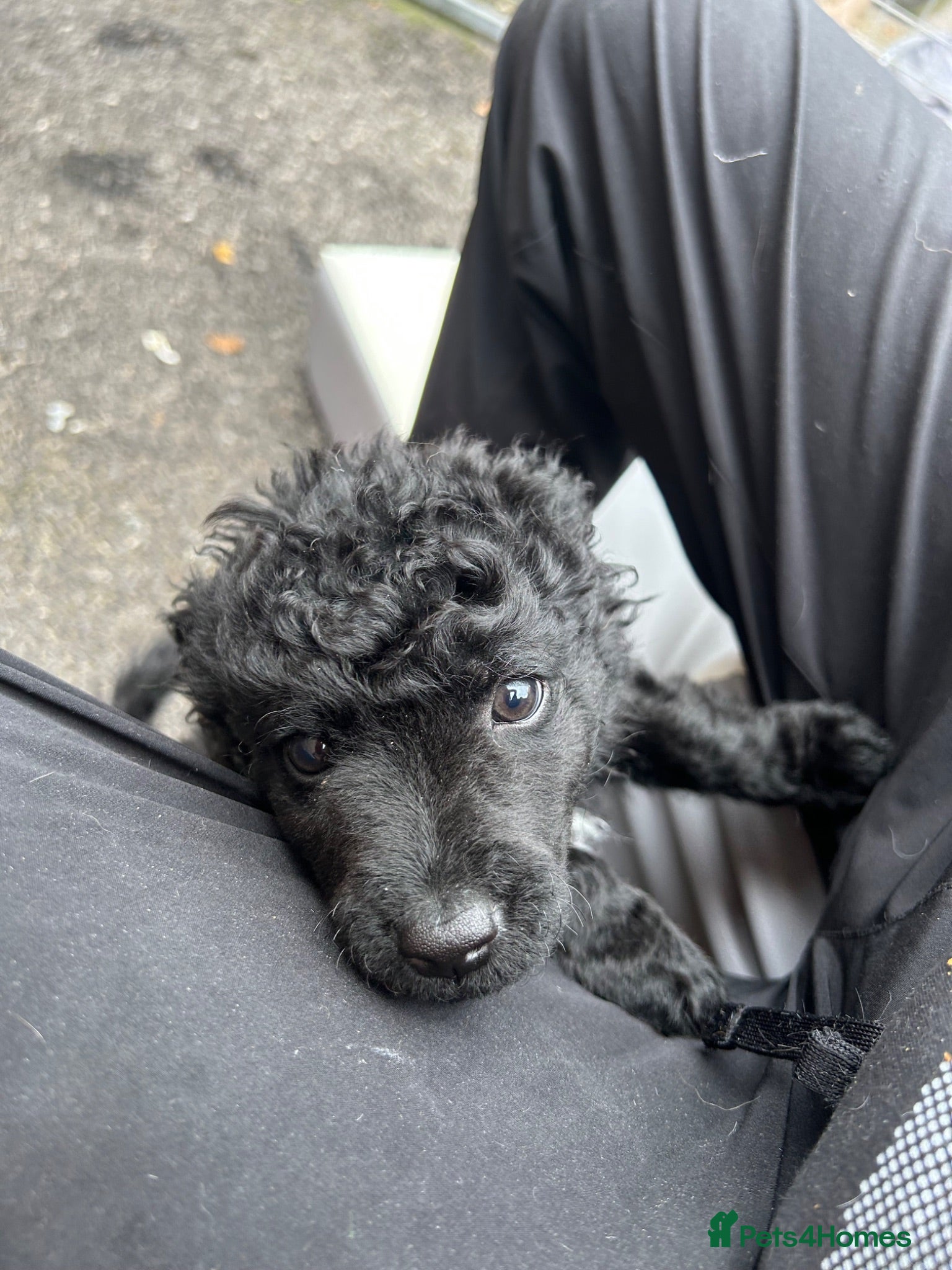 Mixed Breed dogs Hungarian Mudi puppies  - Advert 1